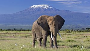Africa Safari Booking