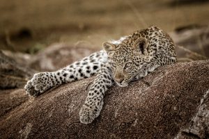 Tanzania Safari Supremacy