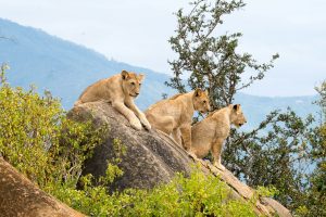 Tsavo East Safari