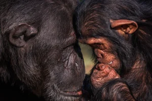 Ol Pejeta Chimpanzee