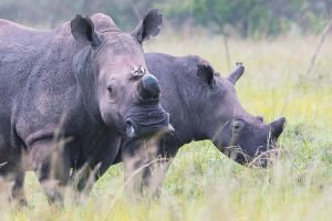 Akagera National Park safari
