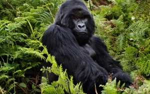 3 days Rwanda Gorilla Tour