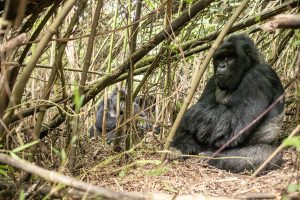 3 days Rwanda Gorilla Tour