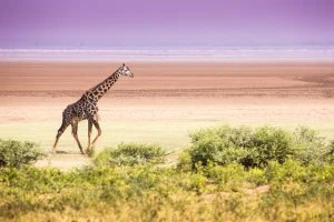 Ngorongoro safari