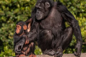 Ol Pejeta Chimpanzee