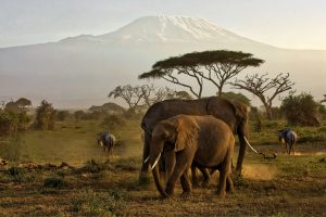 Amboseli Safari