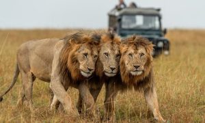 Serengeti safari