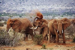 Tsavo Amboseli safari