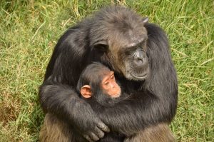 Ol Pejeta Chimpanzee