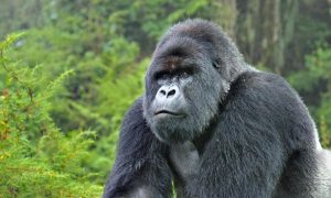 3 days Rwanda Gorilla Tour
