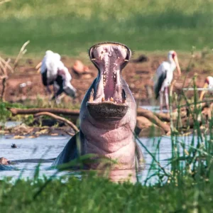 Lake manyara safari