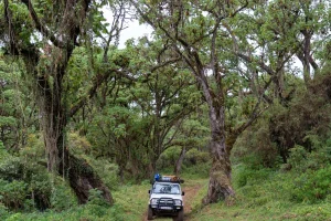 Aberdare National Park safari