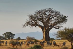 Tarangire Safari