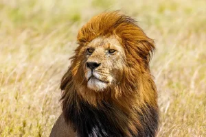 Serengeti Safari