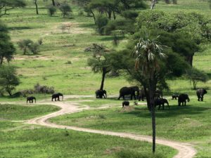 Tarangire Safari