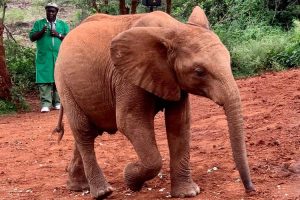 giraffe center and Elephant orphanage