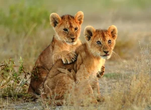 Serengeti safari