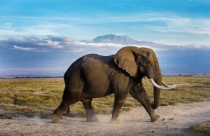 Amboseli Safari