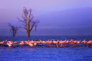 Lake Nakuru Safari