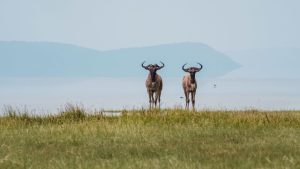 Lake manyara safari