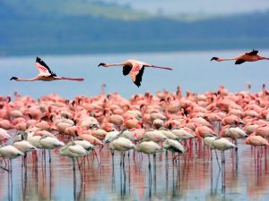 Lake Nakuru Safari