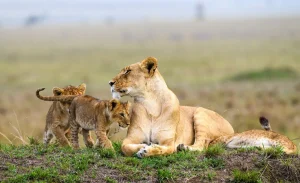 Maasai Mara Safari