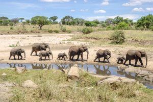 Tarangire Safari