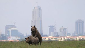 Nairobi national Park Safari