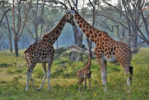 Lake Nakuru Safari