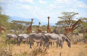 6 days Kenya Wildlife Safari