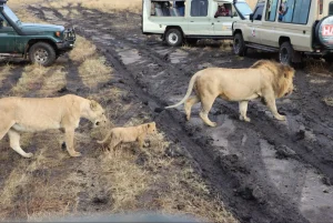 Maasai Mara Safari