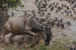 Serengeti safari