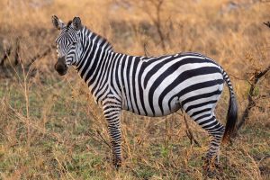 Akagera National Park safari
