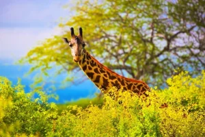 Tsavo East Safari