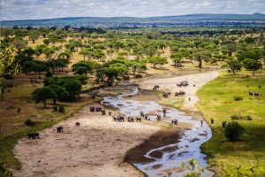 Tarangire Safari