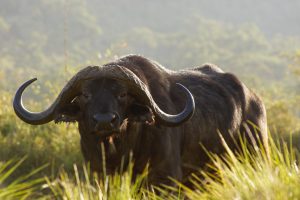 Aberdare National Park safari