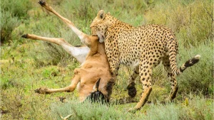 Serengeti safari