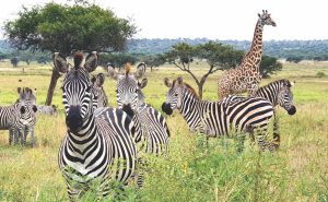 Tarangire Safari