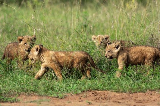 5 Days Wildlife Safari and Chimpanzee Trekking in Rwanda