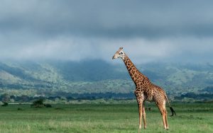 Akagera National Park safari