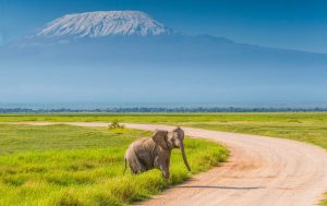 Amboseli Safari