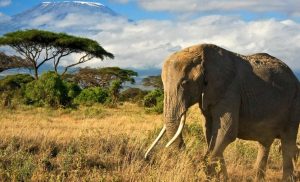 Amboseli Safari
