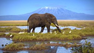 Amboseli Safari