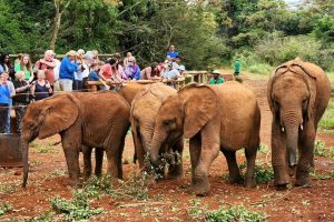 giraffe center and Elephant orphanage