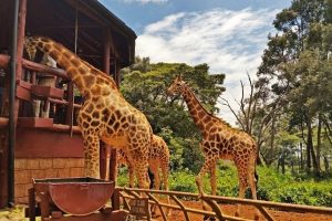 giraffe center and Elephant orphanage