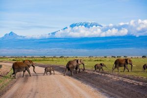 Amboseli Safari
