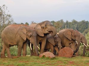 Aberdare National Park safari