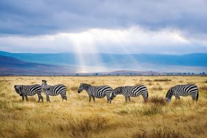 Ngorongoro safari