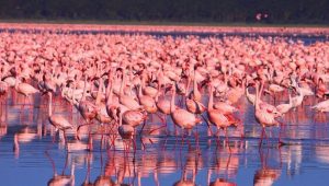 Lake Nakuru Safari