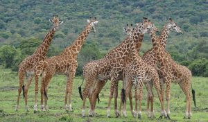 Akagera National Park safari